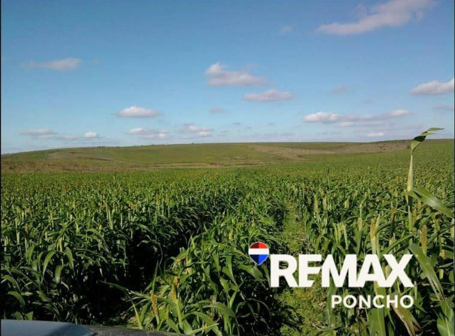 Foto de Vend0 Campo Productivo Agricultura y Ganadería, imagen 3