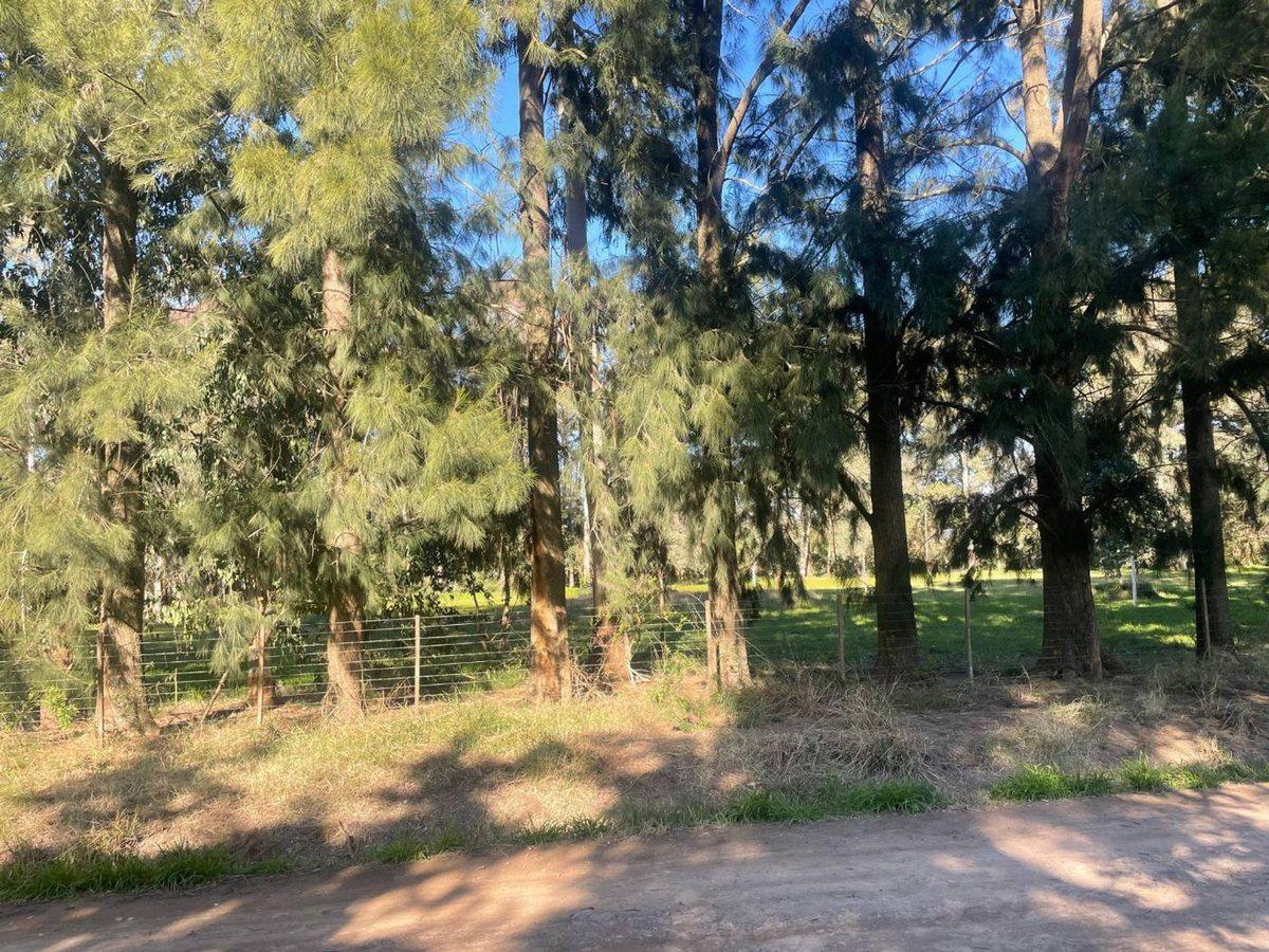 Foto de LOTE EN VENTA EN GOMEZ, imagen 3