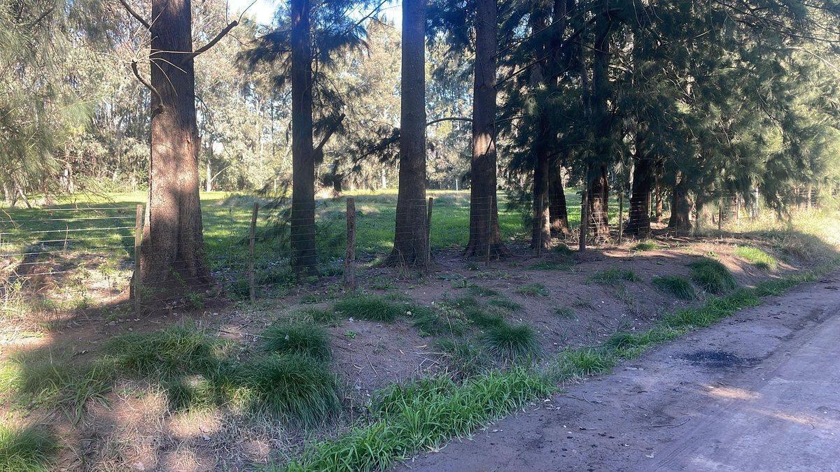 Foto de LOTE EN VENTA EN GOMEZ, imagen 5