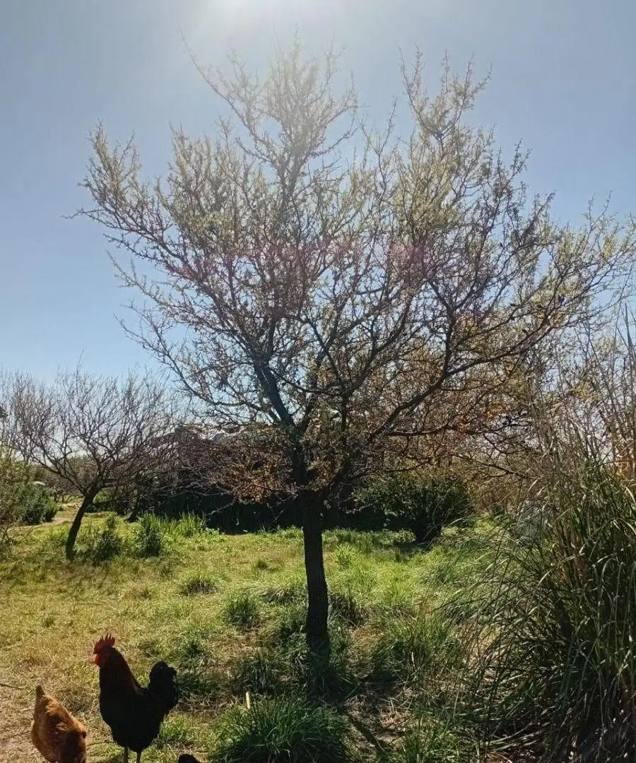 VENTA LOTE DE 2 HECTÀREAS RURAL CON VIVIENDAS 8