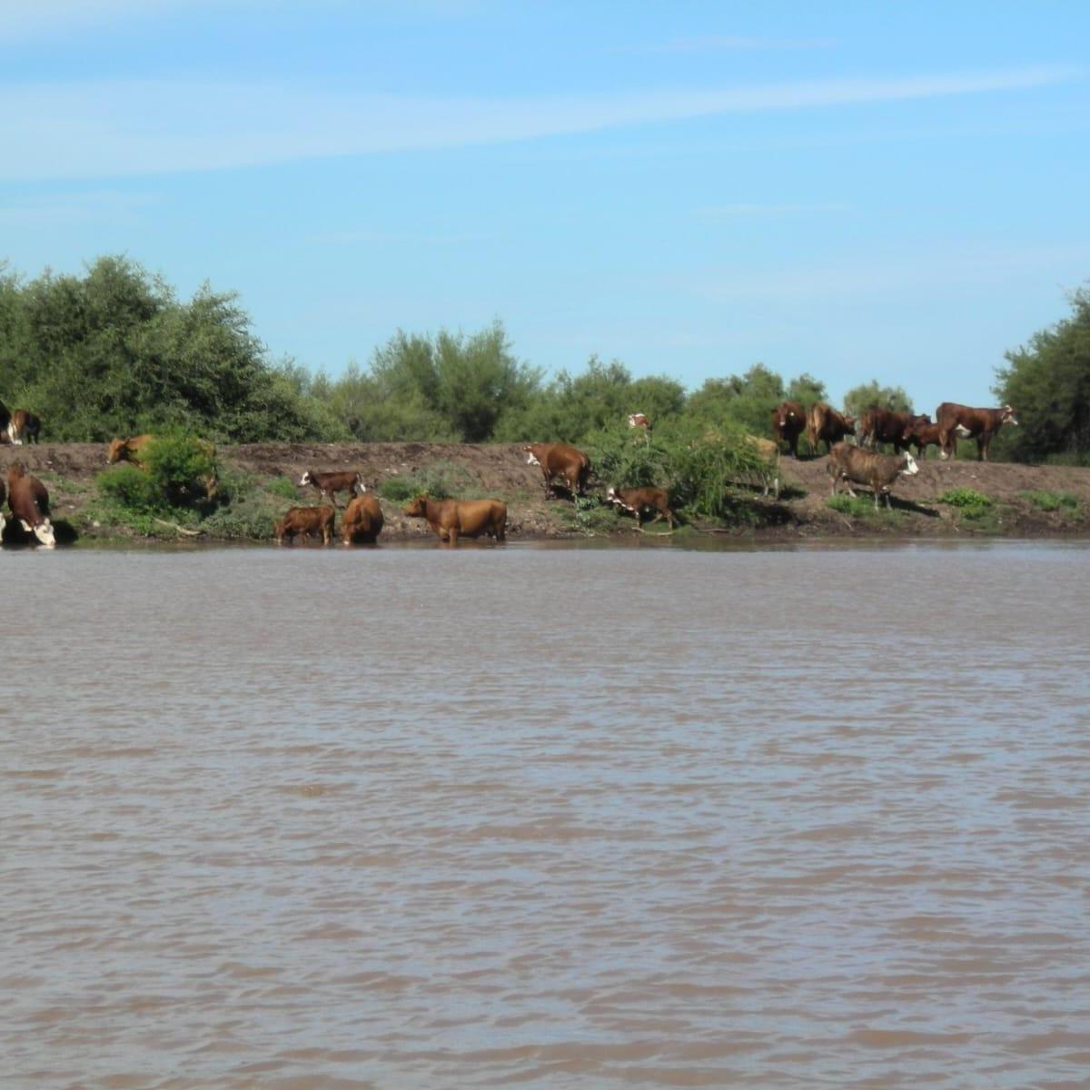 Campo Ganadero 3.000 Hectáreas en Chuña, Córdoba 1