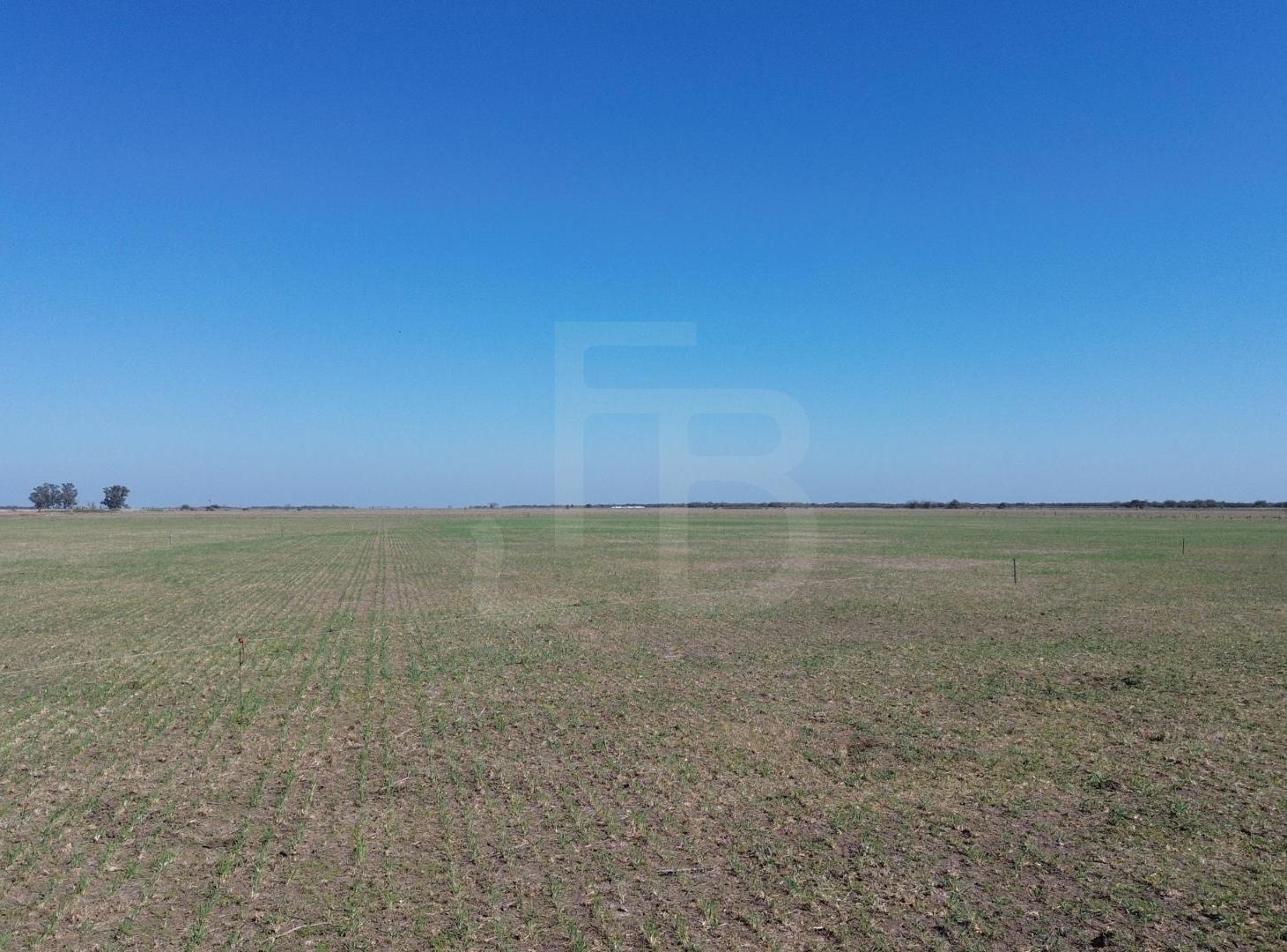 Foto de Campo Mixto Noetinger 110 Ha, imagen 2