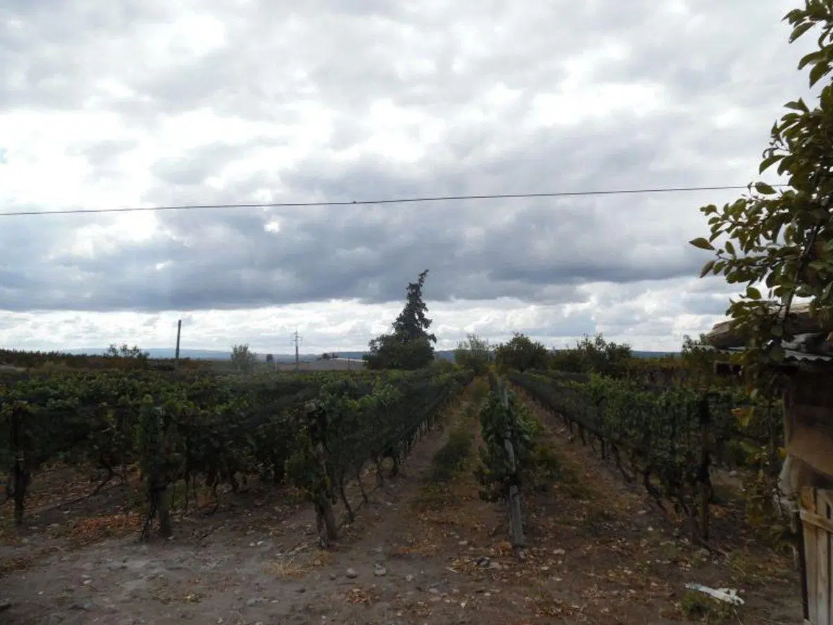 VENTE DE FINCA 25 HECTAREAS CAMPO VIDAL TUPUNGATO 5
