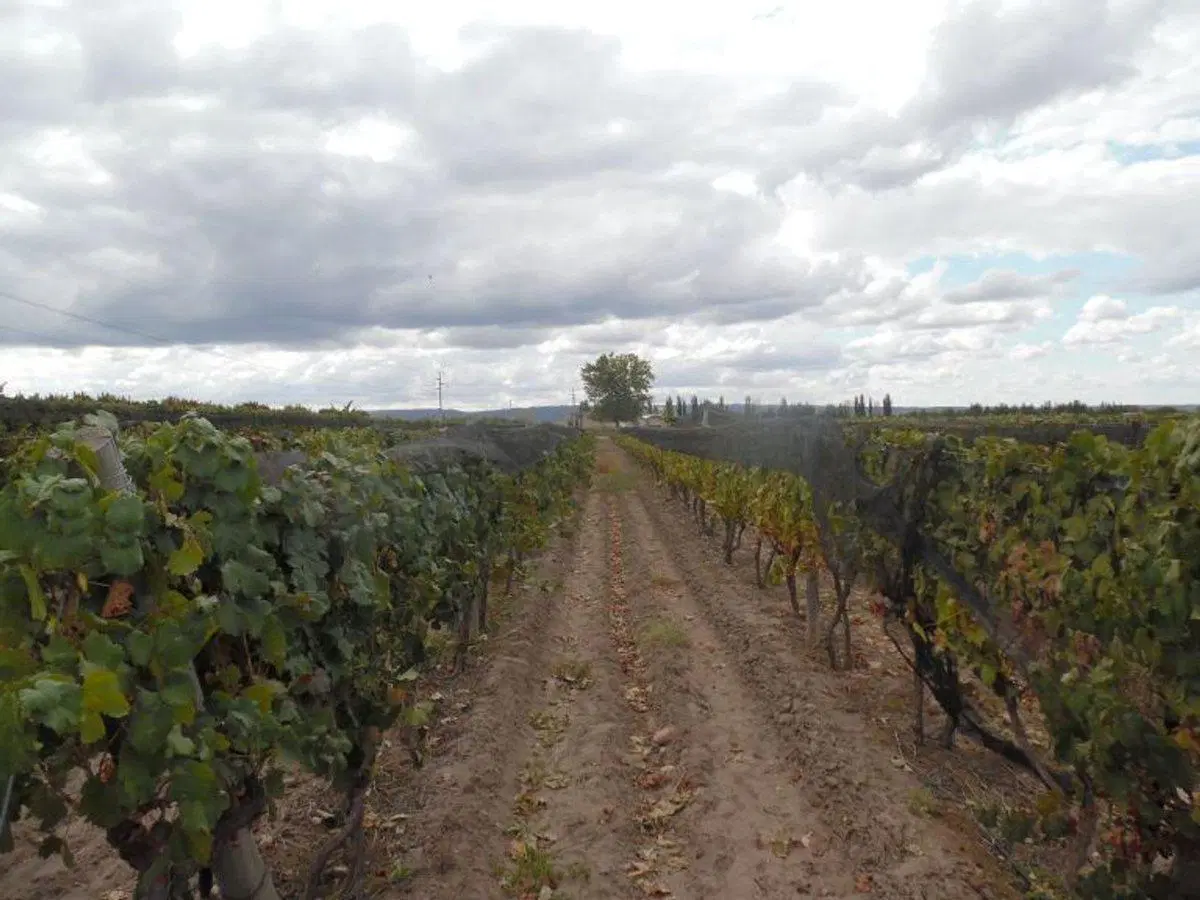 VENTE DE FINCA 25 HECTAREAS CAMPO VIDAL TUPUNGATO 3