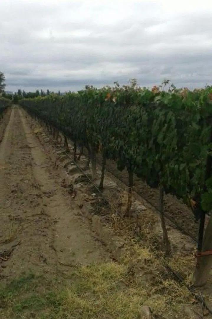 VENTE DE FINCA 25 HECTAREAS CAMPO VIDAL TUPUNGATO 2