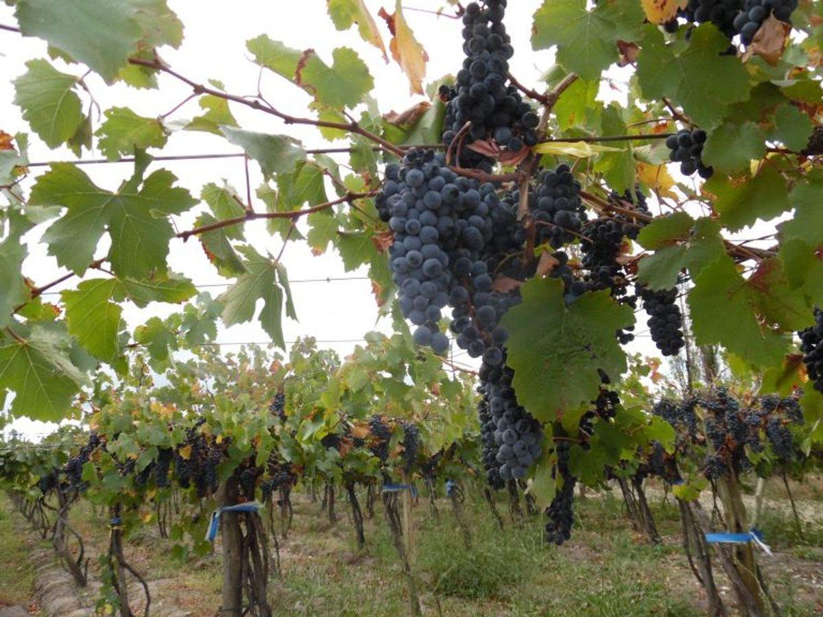 VENTE DE FINCA 25 HECTAREAS CAMPO VIDAL TUPUNGATO