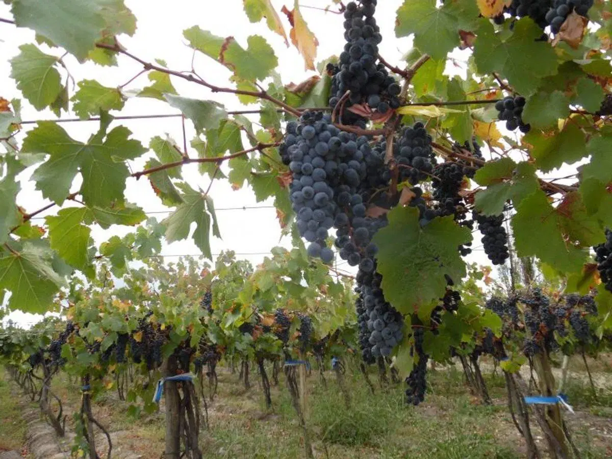 VENTE DE FINCA 25 HECTAREAS CAMPO VIDAL TUPUNGATO 2