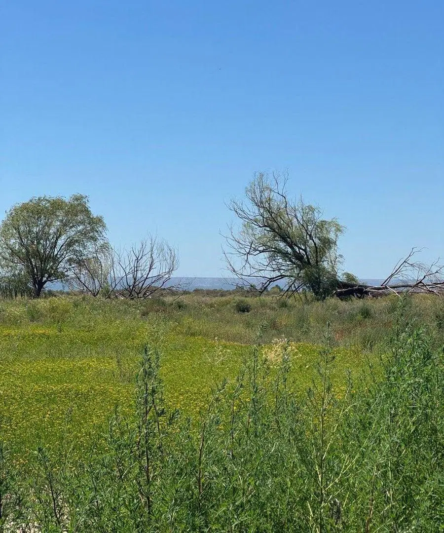 VENTA FINCA 120 HECTÁREAS  CARRIZAL LUJAN DE CUYO 3