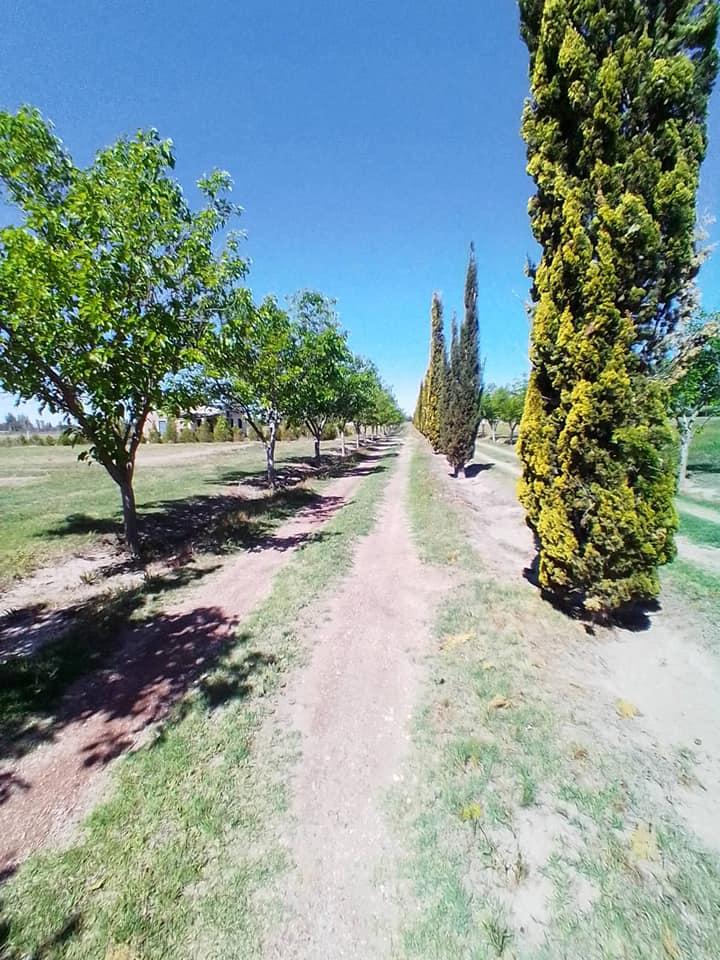 Lotes de 2000 m - Rama Caida 5