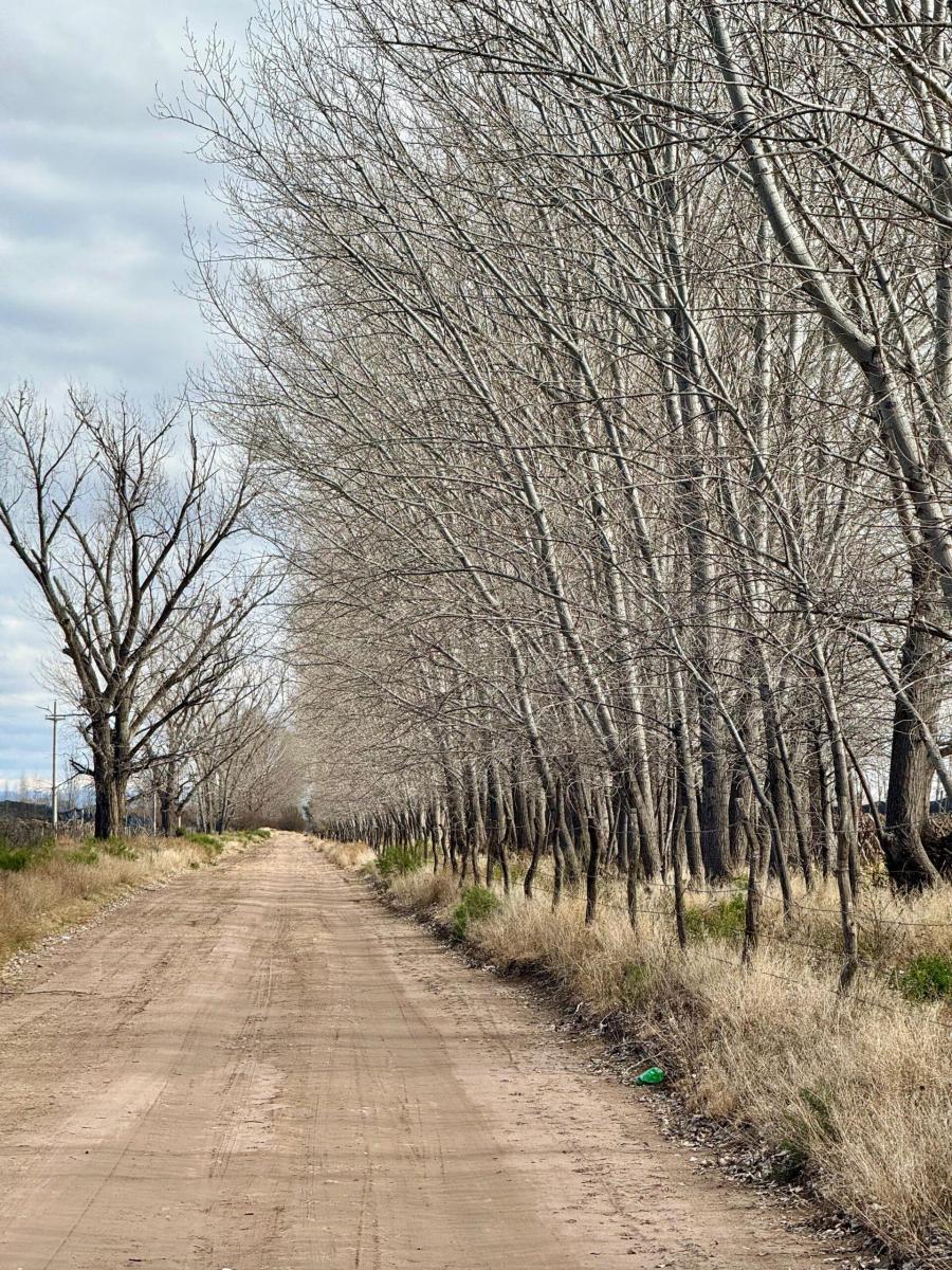Finca de 17 Ha con Casa, san Rafael Mendoza 3