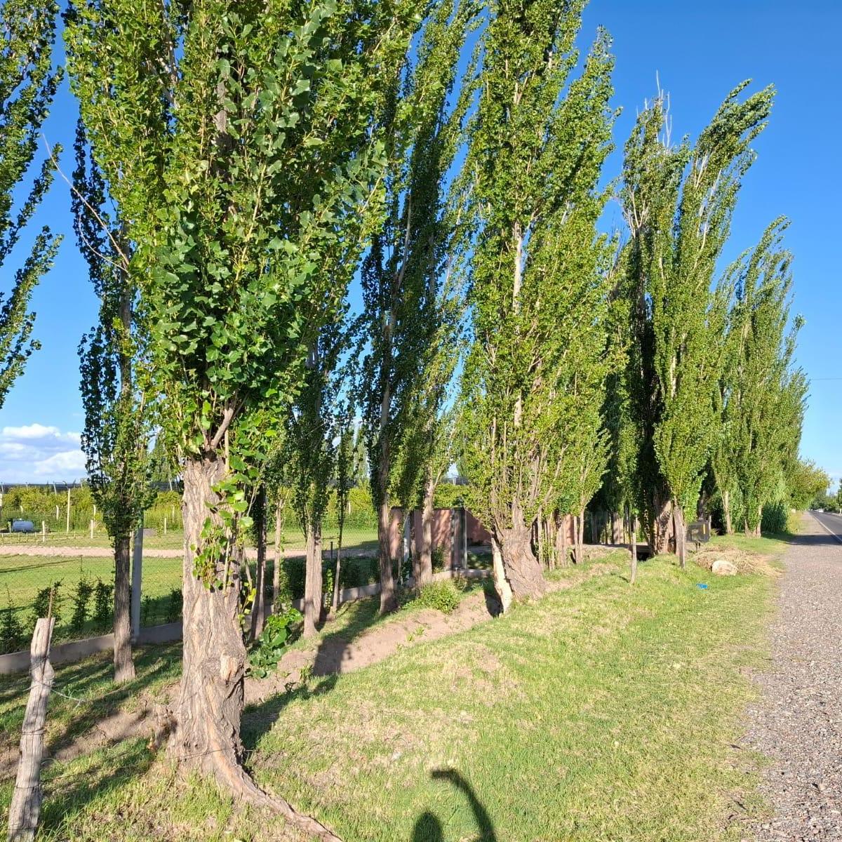 Lote de 1 Ha y 2000 m² Distrito Rama Caída en San Rafael Mendoza 2