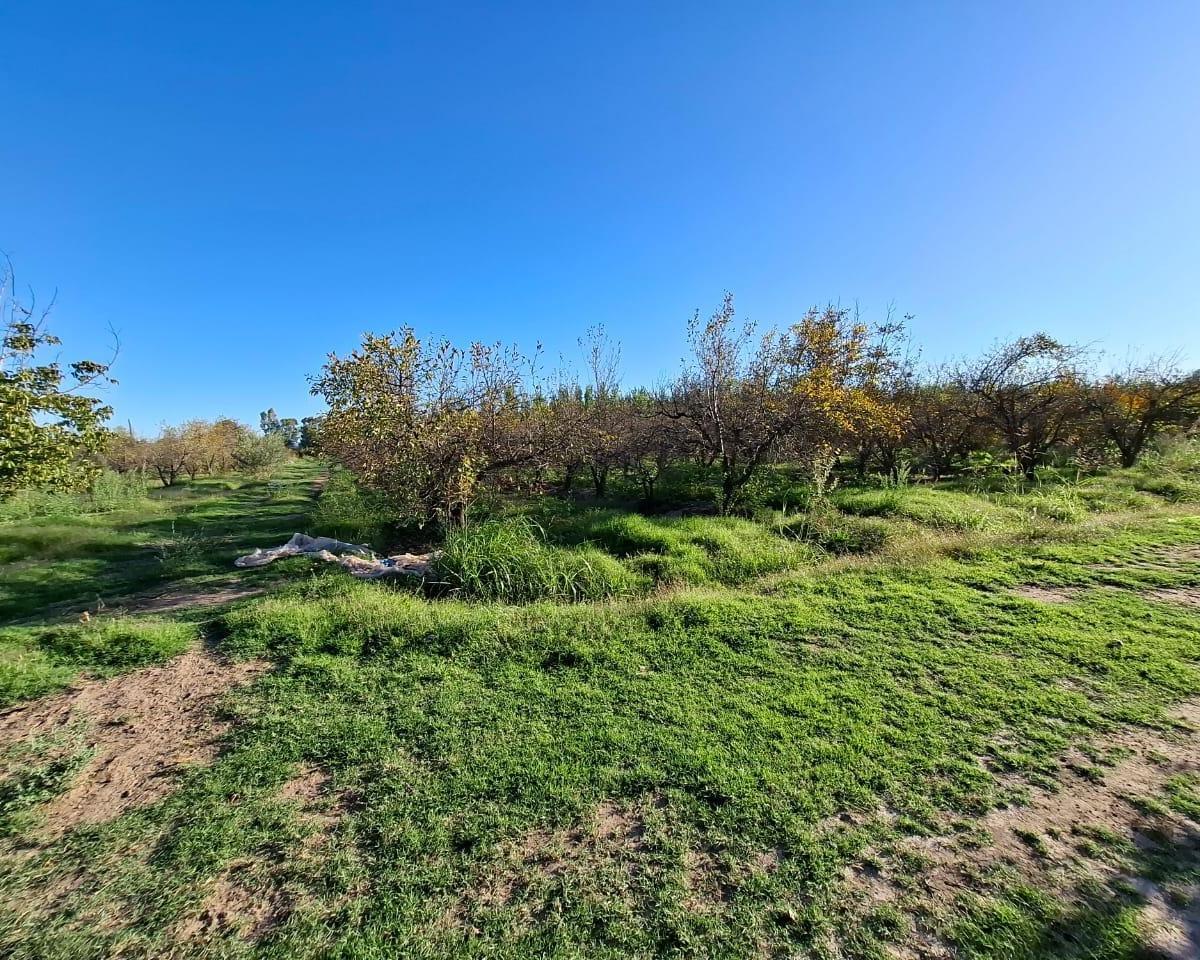 Finca 3.5 Ha con Casa en Cañada Seca Distrito San Rafael Mendoza 3