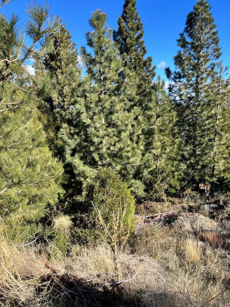 Terreno en Venta en Esquel 3