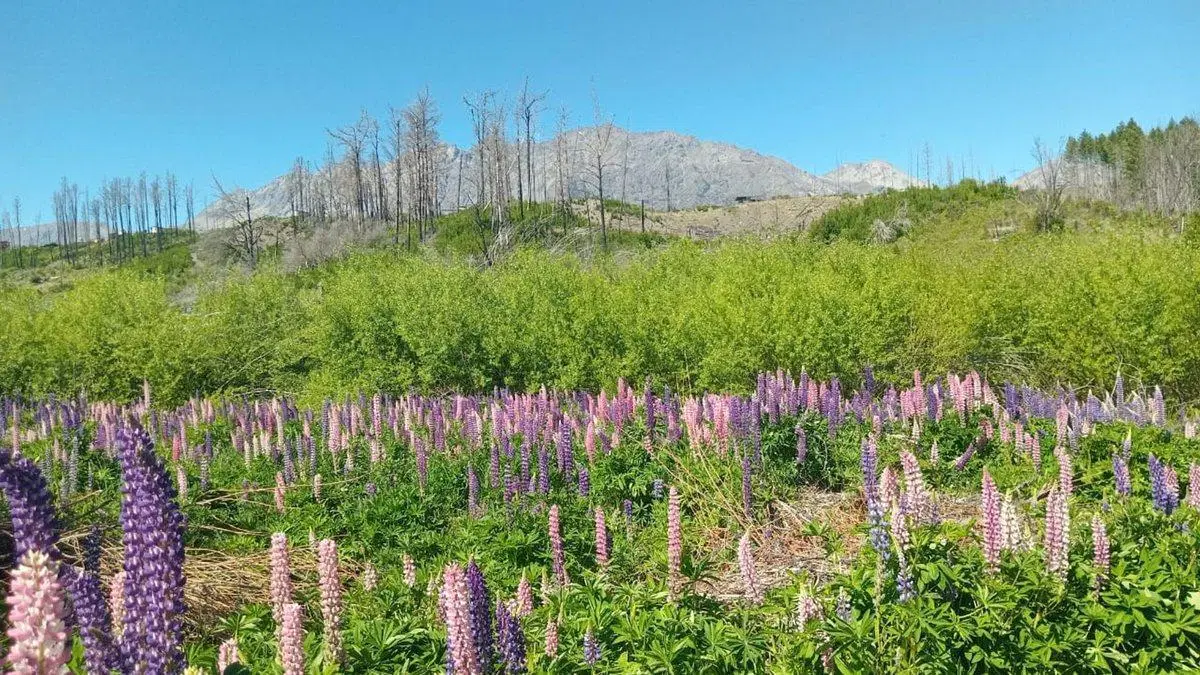 Tu refugio en la Patagonia: terreno de 3.000 m² 4