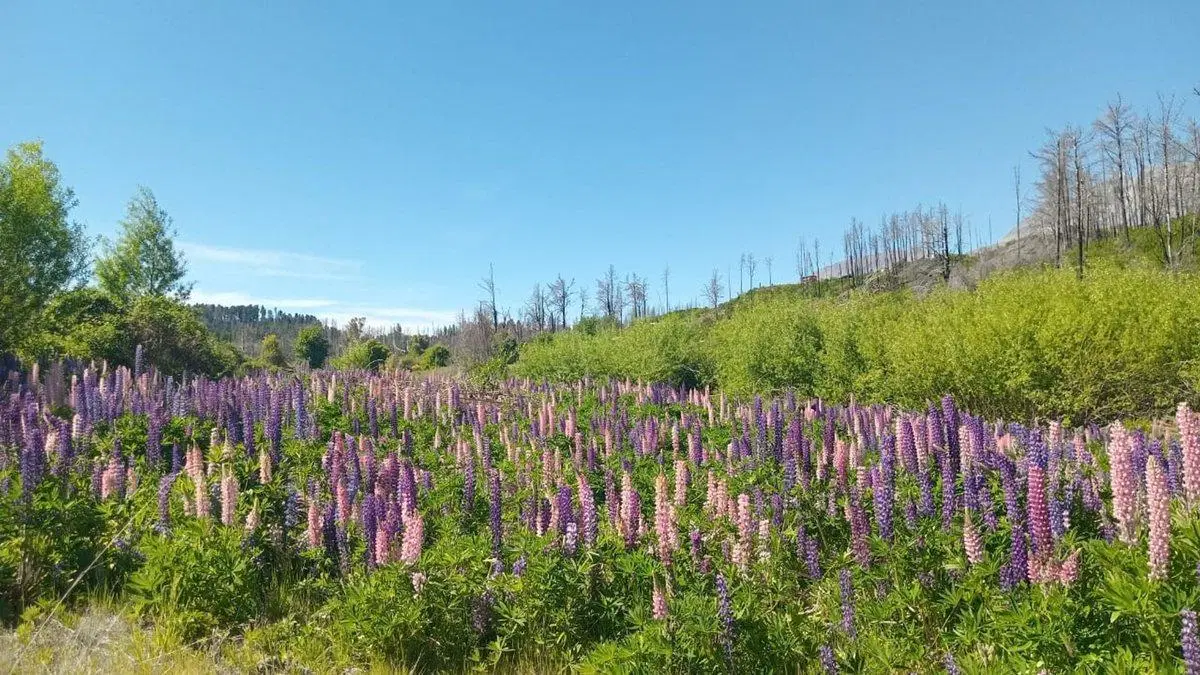 Tu refugio en la Patagonia: terreno de 3.000 m² 5