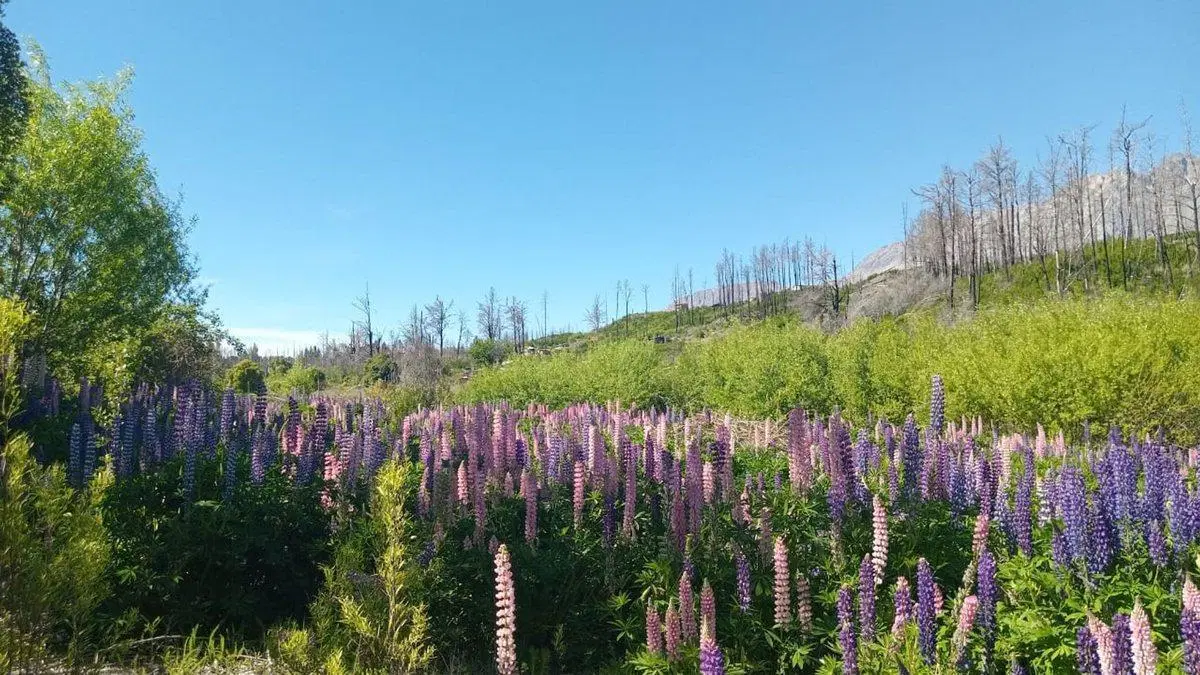 Tu refugio en la Patagonia: terreno de 3.000 m² 2