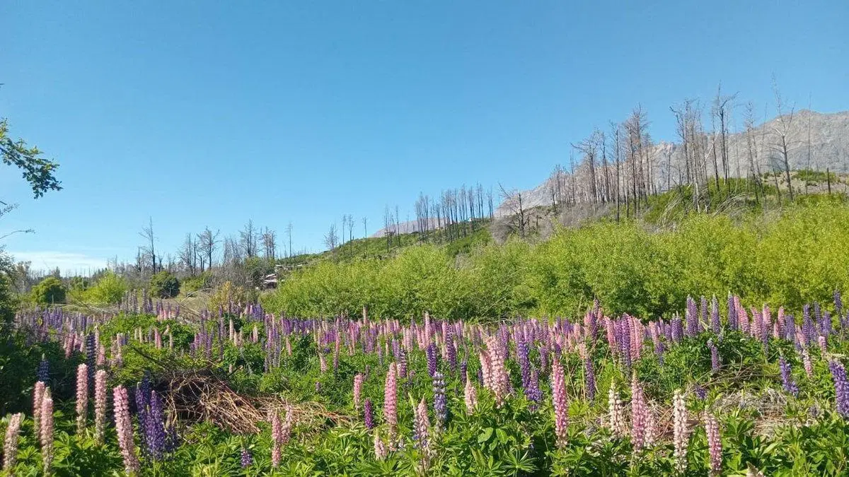 Tu refugio en la Patagonia: terreno de 3.000 m² 3