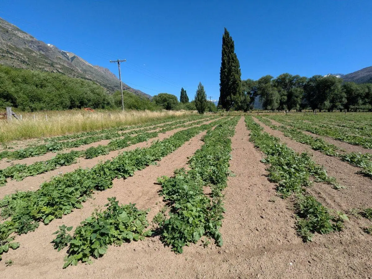 Oportunidad Lote en la Localidad de El Hoyo 3