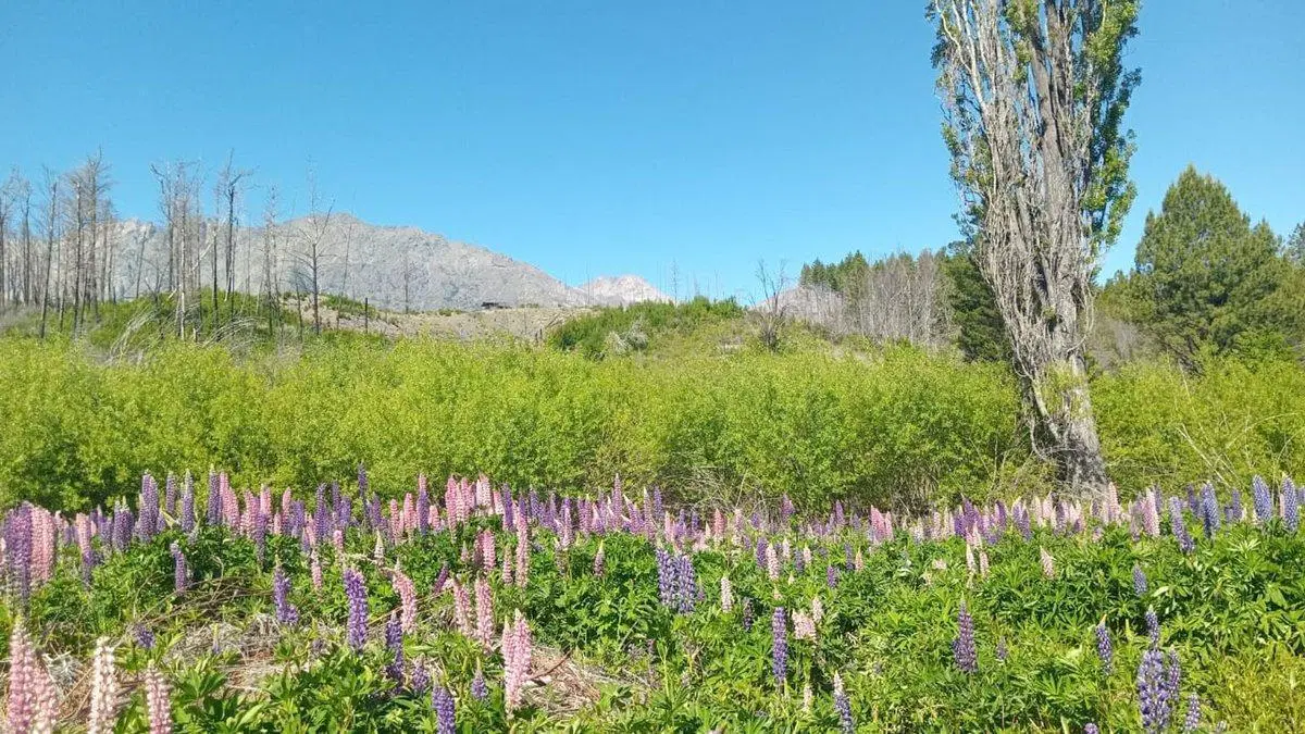 Tu refugio en la Patagonia: terreno de 3.000 m² 5