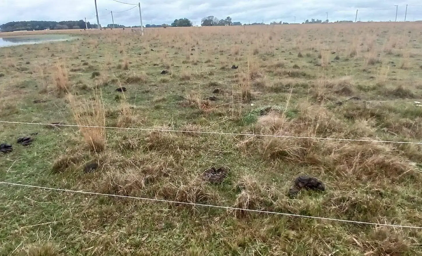 LOTES EN VENTA EN LOTEO ALTOS LAGUNA PUKU CAROLINA 5