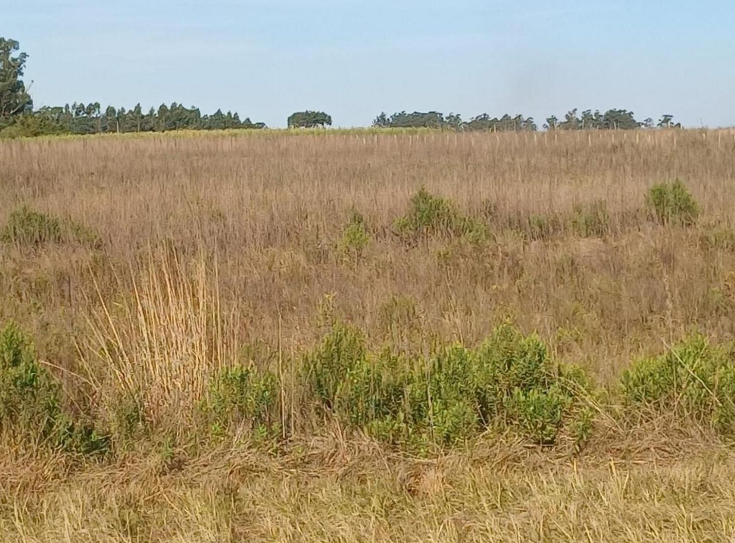 Foto de Campo de 2.5 HA en Venta Col San Antonio Goya Ctes, imagen 2