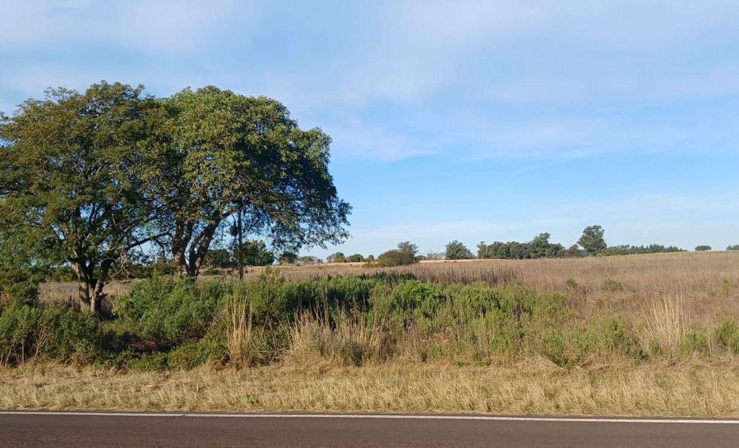 Foto de Campo de 2.5 HA en Venta Col San Antonio Goya Ctes, imagen 3