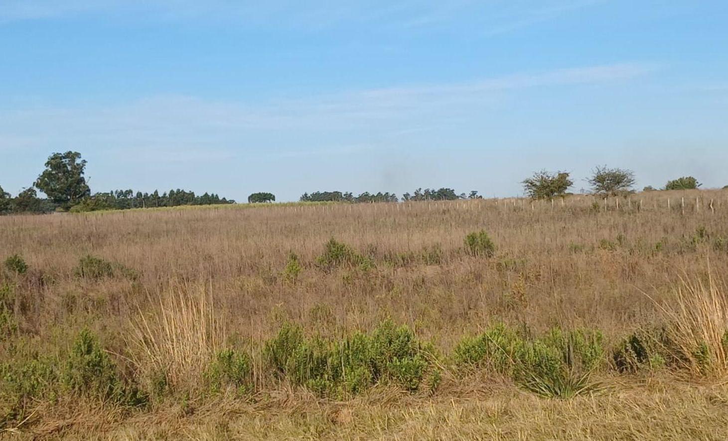 Foto de Campo de 2.5 HA en Venta Col San Antonio Goya Ctes, imagen 1