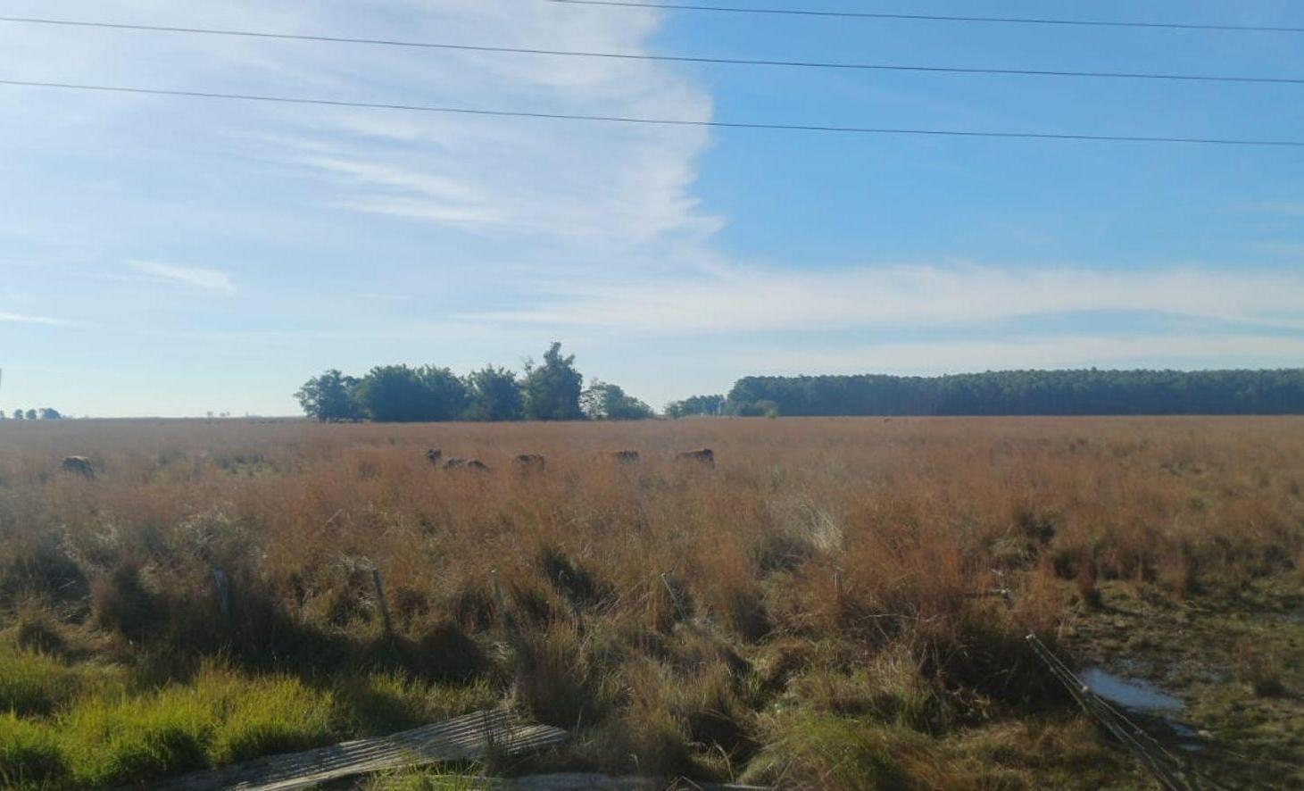 Foto de Terreno 4.5ha en Pje Batel, Sobre Ruta Nac. 12, imagen 4