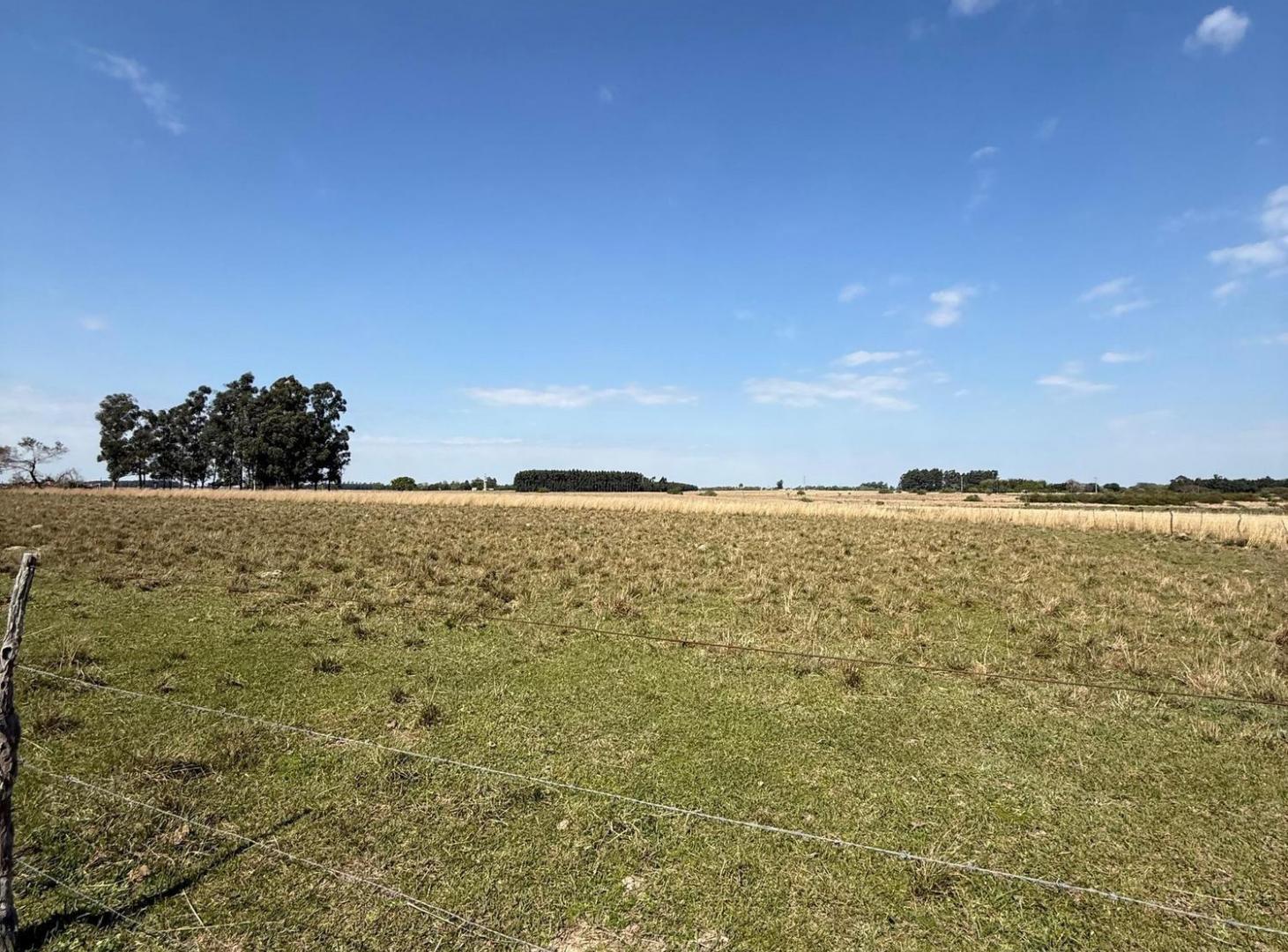 Foto de Campo de 5 has en venta Colonia Porvenir, imagen 2