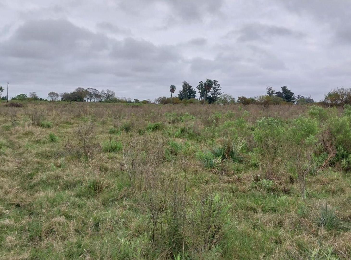 Foto de CAMPO DE 4 Ha EN GRANJA AMELIA A 10 KM DE GOYA, imagen 2
