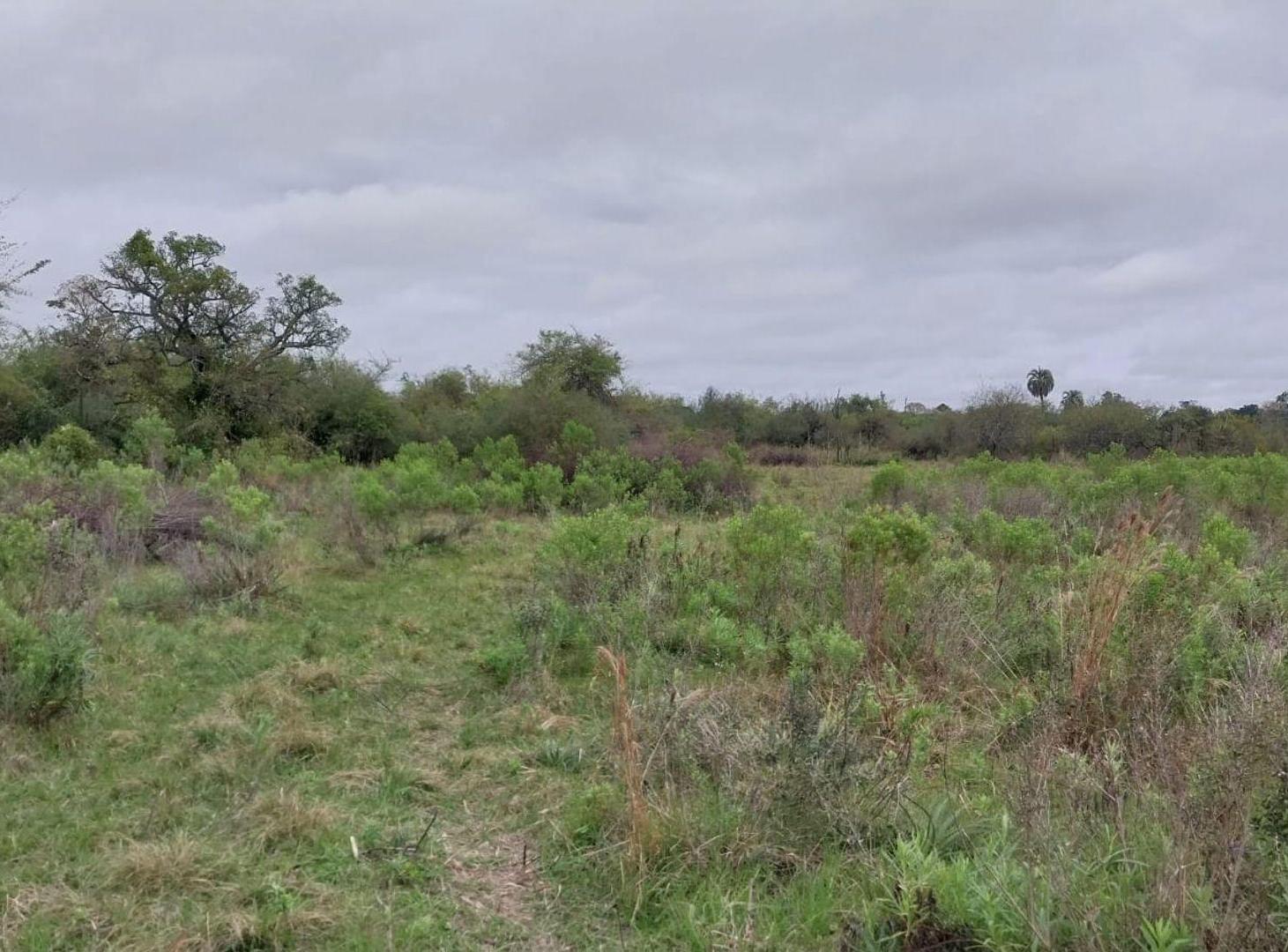 Foto de CAMPO DE 4 Ha EN GRANJA AMELIA A 10 KM DE GOYA, imagen 4