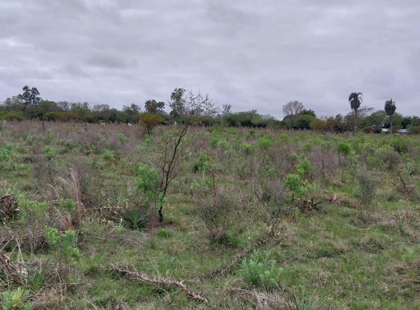 Foto de CAMPO DE 4 Ha EN GRANJA AMELIA A 10 KM DE GOYA, imagen 1