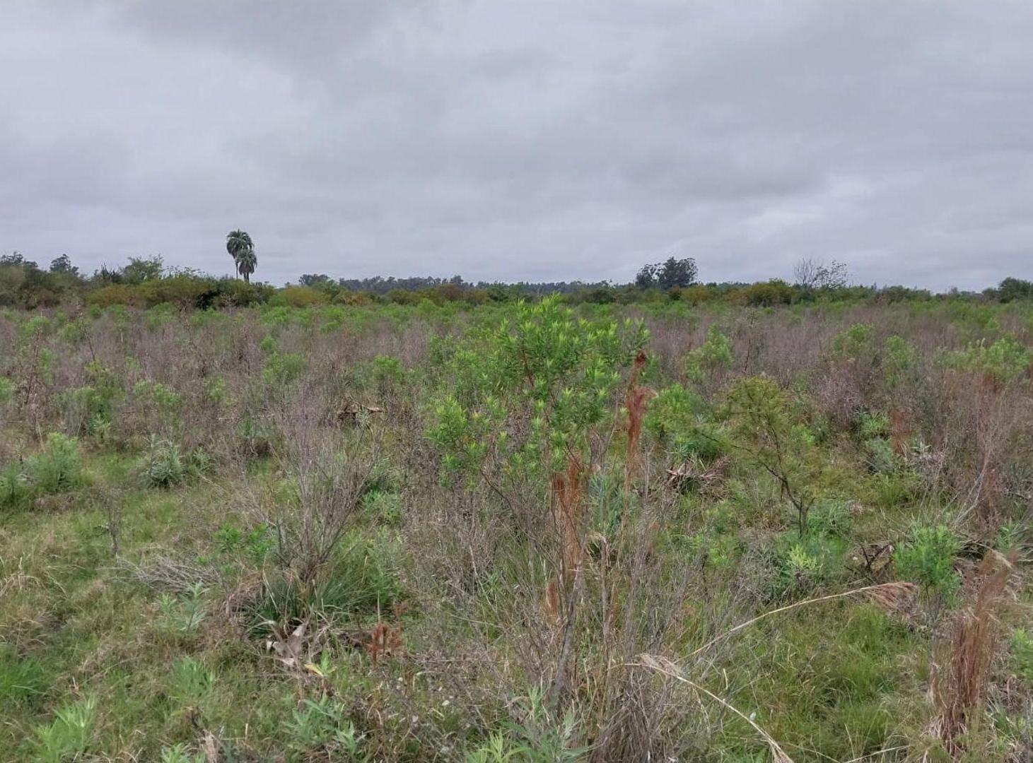 Foto de CAMPO DE 4 Ha EN GRANJA AMELIA A 10 KM DE GOYA, imagen 3