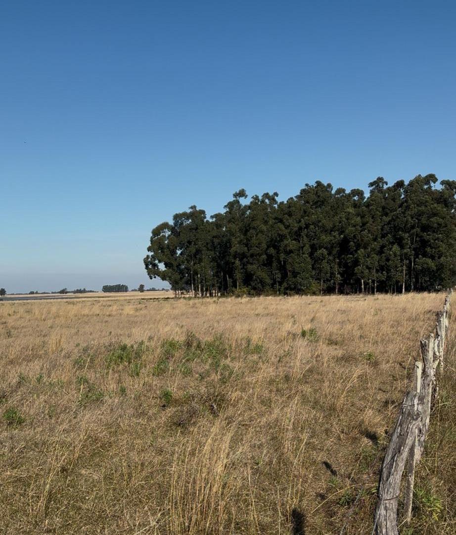 Foto de TERRENOS EN VENTA COLONIA CAROLINA, imagen 2