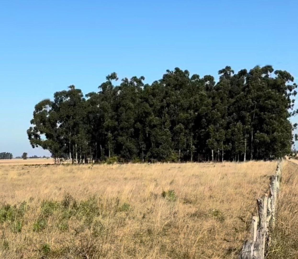 Foto de LOTE EN VENTA CERCA DE LAGUNA PUCU, imagen 1