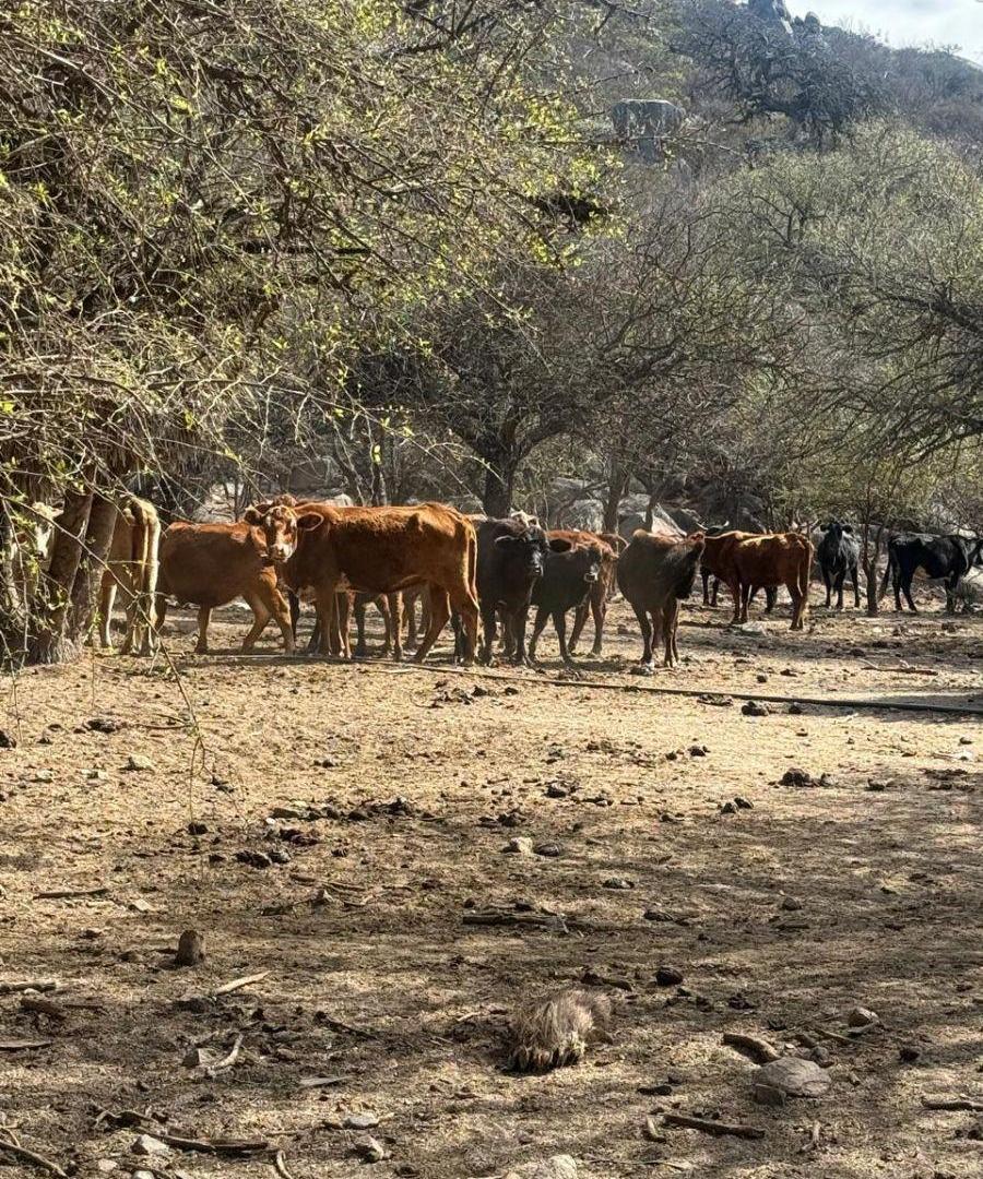Foto de CAMPO GANADERO EN VENTA EN SAN PEDRO NORTE – EXCELENTE AGUA Y GRAN, imagen 3