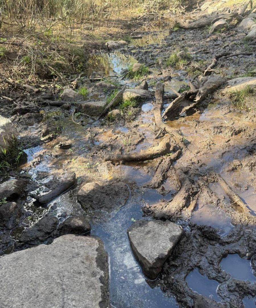 Foto de CAMPO GANADERO EN VENTA EN SAN PEDRO NORTE – EXCELENTE AGUA Y GRAN, imagen 1