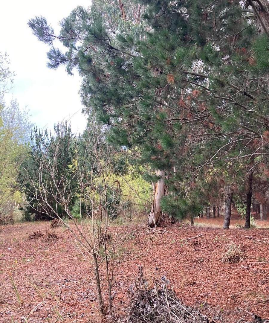 Foto de Terreno en San Bernardo, imagen 5