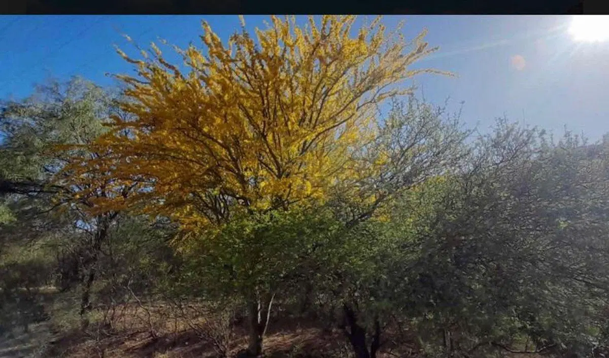 Venta de Chacra- San Francisco, San Luis 4