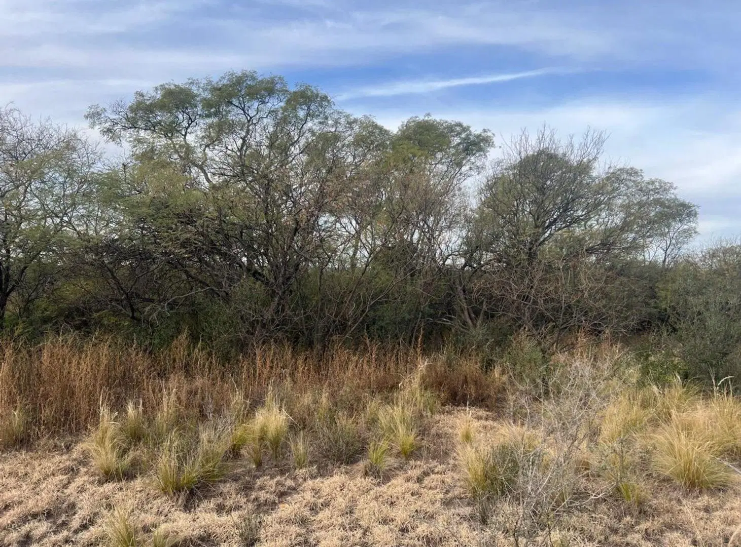 SE VENDE 1 HECTAREA DE CAMPO 4