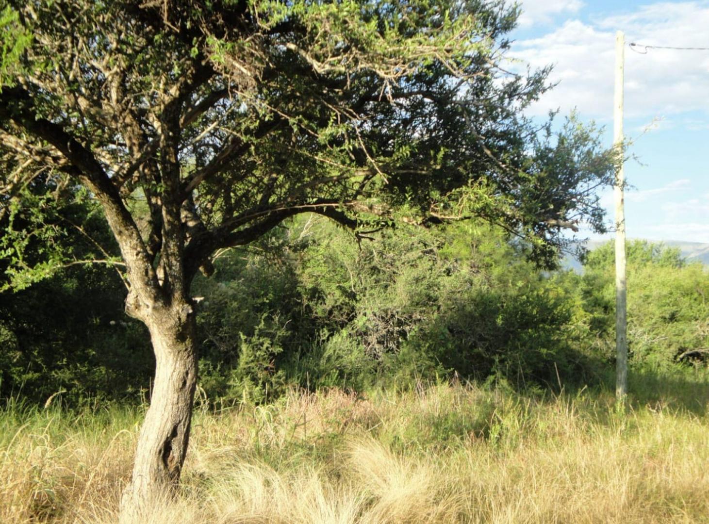 Foto de Dos Lotes en Venta en Carpintería 8.665 M2, imagen 2