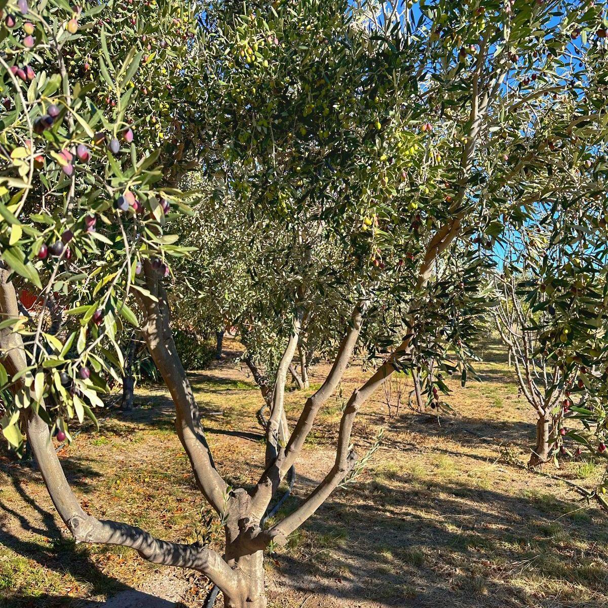 Casa de Campo con Plantacion de Olivos 2 Ha Parque Ecologico El Doradillo 4
