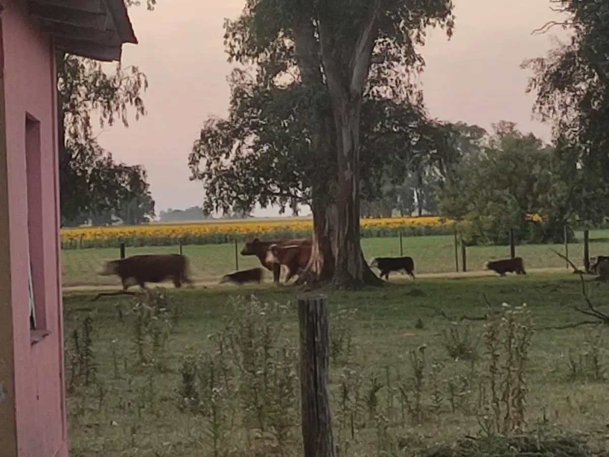 VENTA CAMPO  ROQUE PEREZ- PROVINCIA 2
