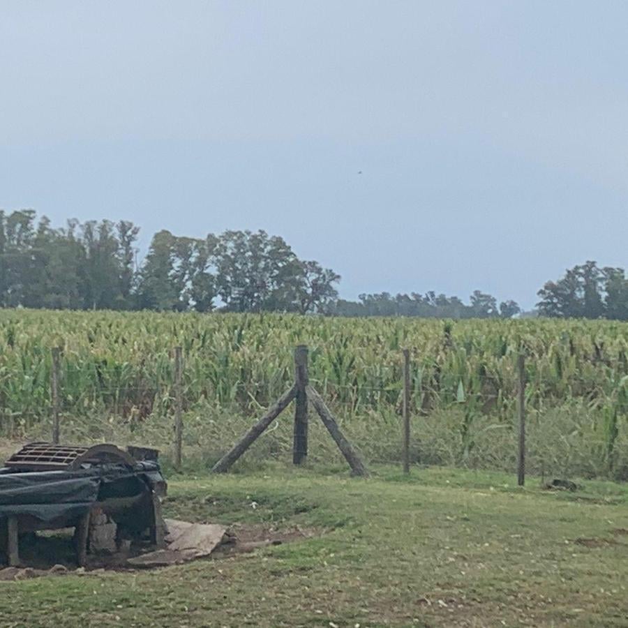 Foto de VENTA CAMPO ROQUE PEREZ- PROVINCIA, imagen 4