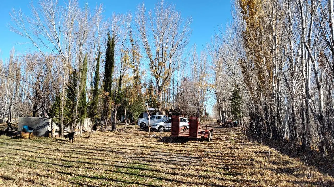 Chacra 10 Hectáreas en Picún Leufú 5