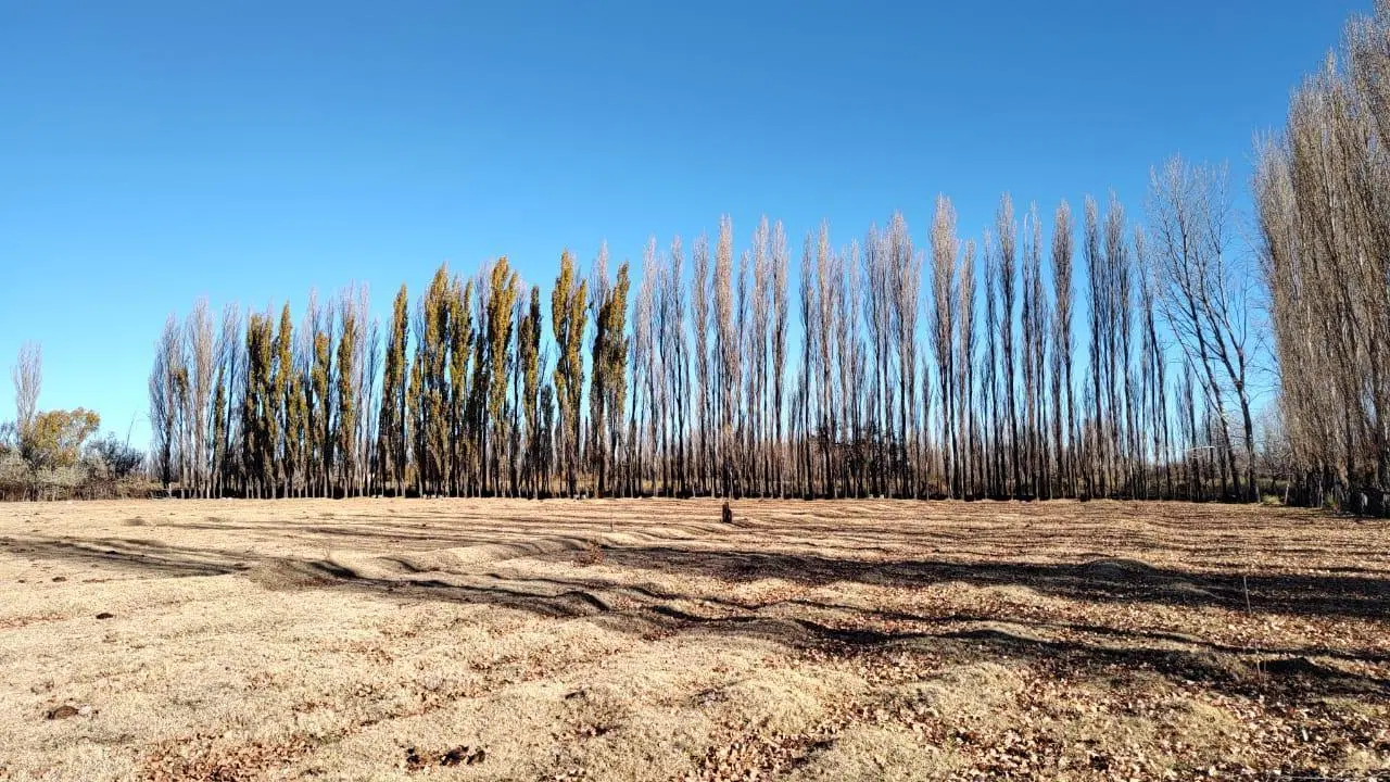 Chacra 10 Hectáreas en Picún Leufú 2
