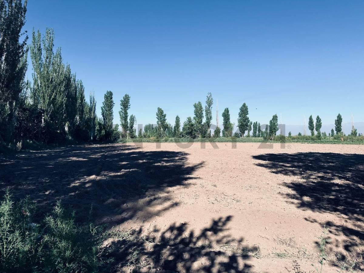 Foto de Finca en Venta en Lavalle, Mendoza., imagen 3