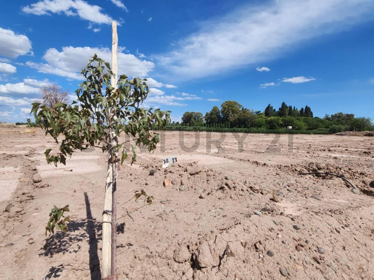 Century21lopez Vende Lote en Barrio El Bosque Beltran Maipu 3