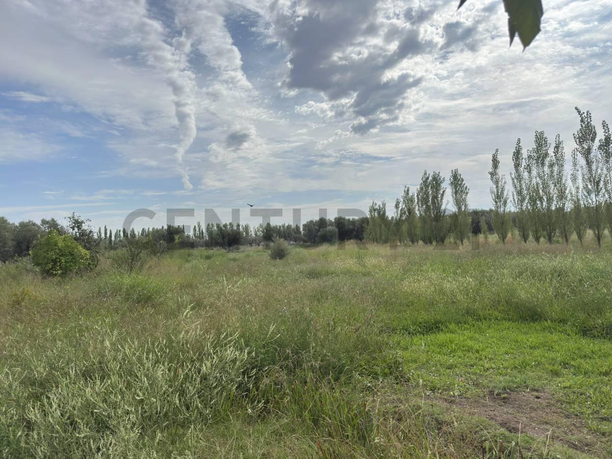 Venta de Finca. Maipú. Mendoza. 3