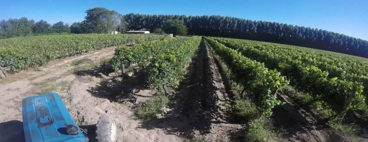 Viñedo, San Carlos, Chilecito 5